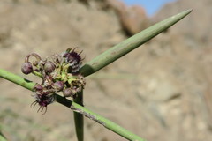 Periploca aphylla