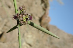 Periploca aphylla