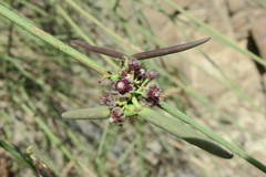 Periploca aphylla