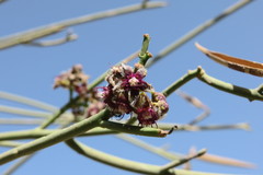 Periploca aphylla