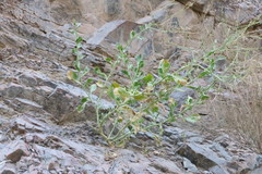 Periploca aphylla