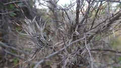 Tillandsia capillaris