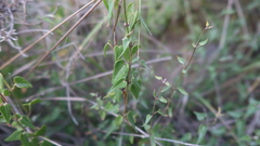 Philibertia solanoides