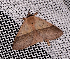 Ophyx ochroptera