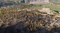 Tagetes multiflora