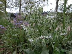 Borago officinalis