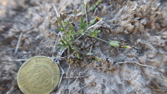 Heterosperma diversifolium