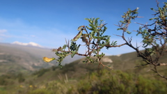 Adesmia miraflorensis