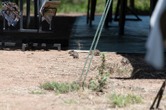 Arvicanthis niloticus