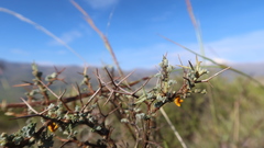 Adesmia spinosissima