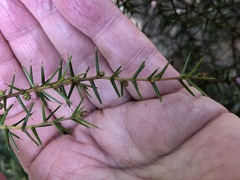 Acacia asparagoides