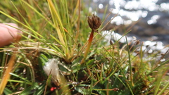 Zameioscirpus