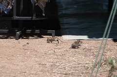 Arvicanthis niloticus