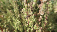 Astylus subannulatus