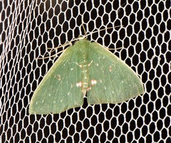 Prasinocyma iosticta