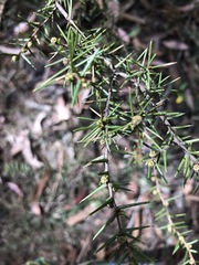 Acacia asparagoides