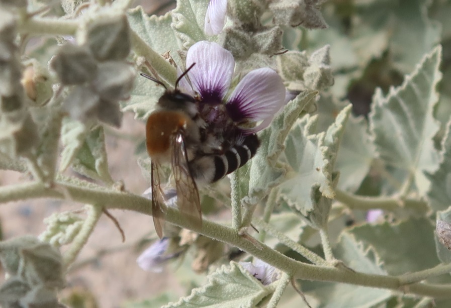 Caupolicana egregia