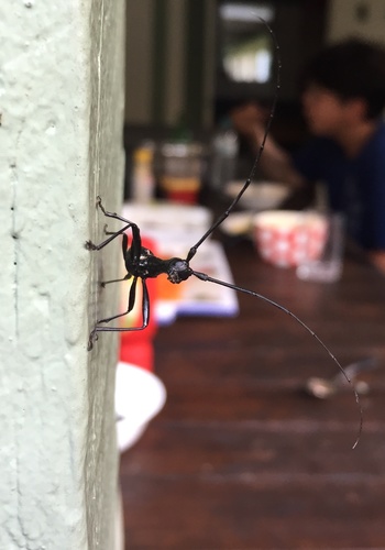 Gnoma australis