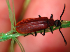 Pseudopyrochroa rufula