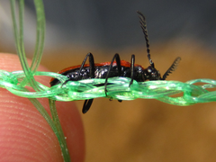 Pseudopyrochroa rufula