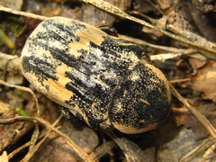 Glycyphana fulvistemma