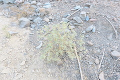 Chrozophora oblongifolia