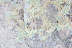 Chrozophora oblongifolia