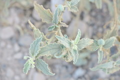 Chrozophora oblongifolia