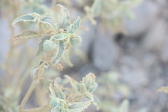 Chrozophora oblongifolia