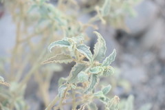 Chrozophora oblongifolia