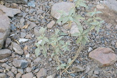 Chrozophora oblongifolia