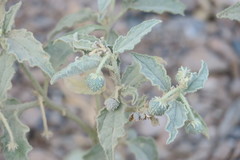 Chrozophora oblongifolia