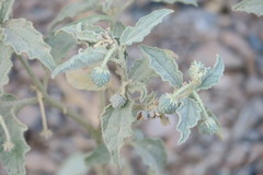 Chrozophora oblongifolia
