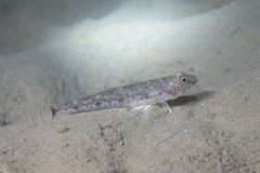 Nesogobius hinsbyi
