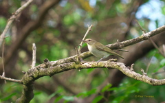 Vireo altiloquus