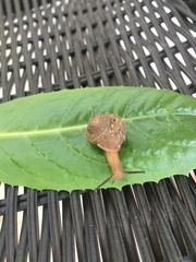 Bradybaena similaris