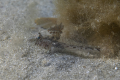 Nesogobius pulchellus