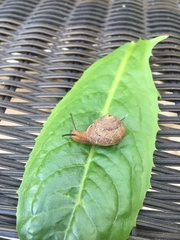 Bradybaena similaris