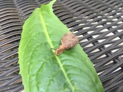 Bradybaena similaris