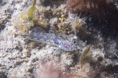 Nesogobius