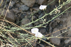 Convolvulus prostratus