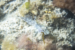 Nesogobius
