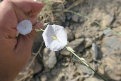 Convolvulus prostratus