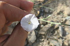 Convolvulus prostratus