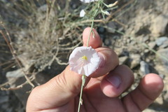 Convolvulus prostratus