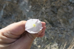Convolvulus prostratus