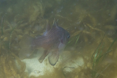 Vincentia conspersa