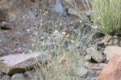 Convolvulus virgatus