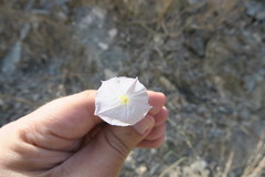 Convolvulus prostratus