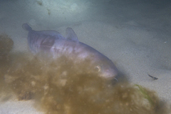 Pseudophycis palmata